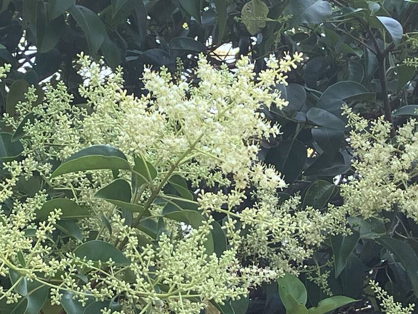 唐鼠黐の花咲く頃