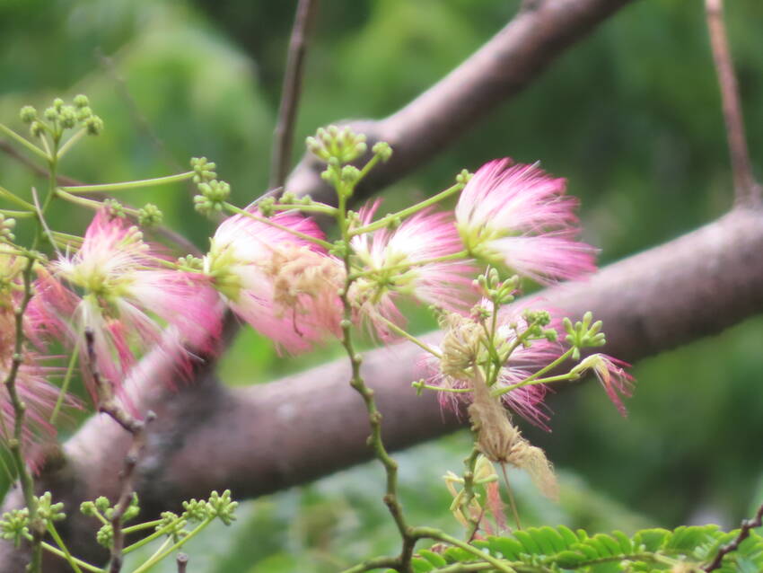 合歓の木の花咲く頃