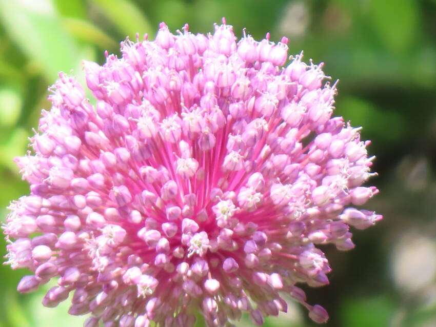 花葱の花咲く頃