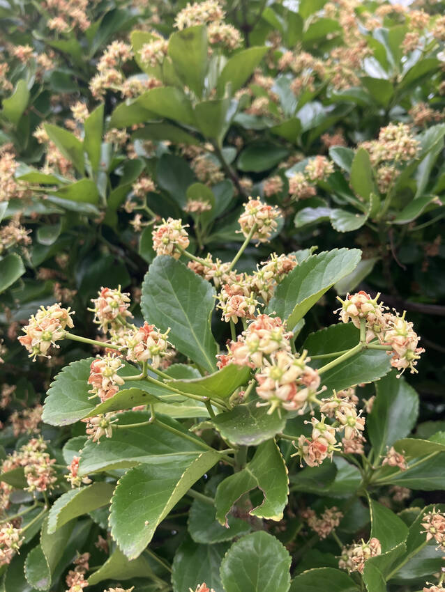 柾木の花咲く頃