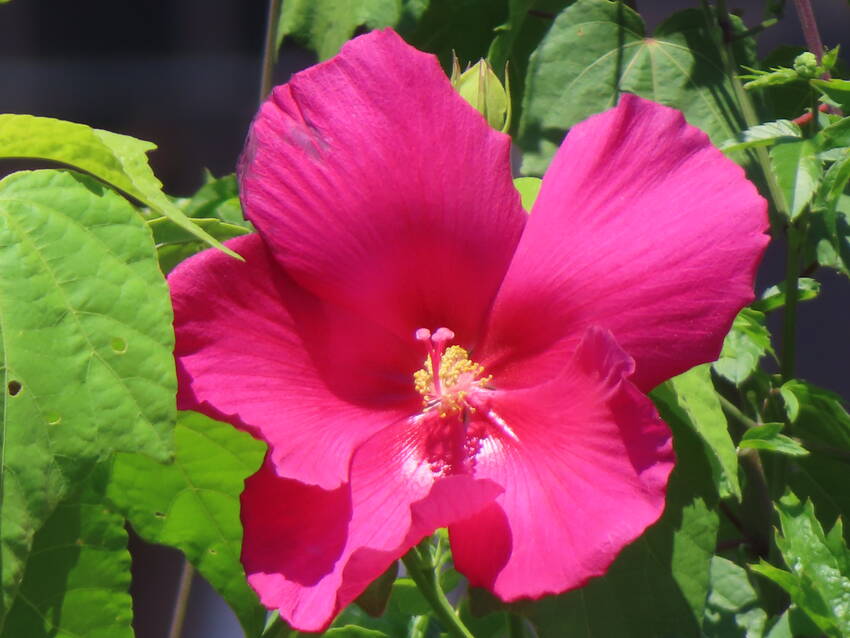 赤花芙蓉の花咲く頃