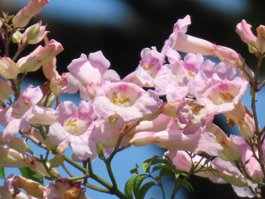 アサリナの花咲く頃