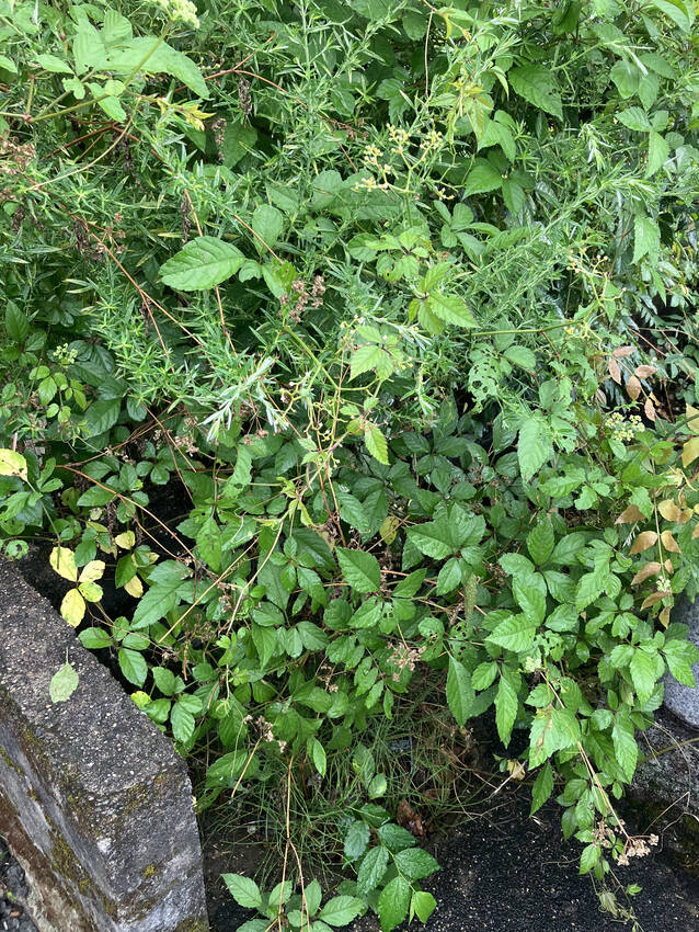 侵入してきた草