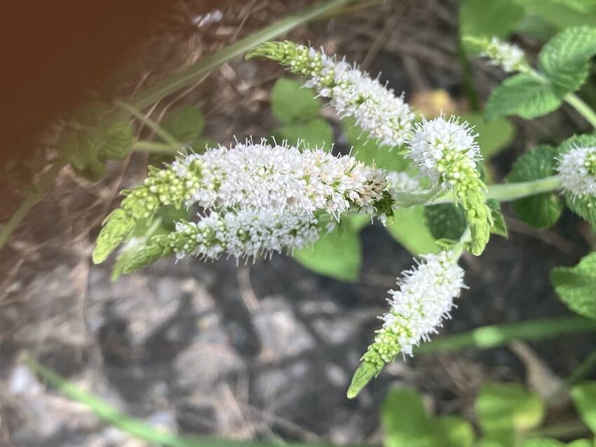 アップルミントの花咲く頃...
