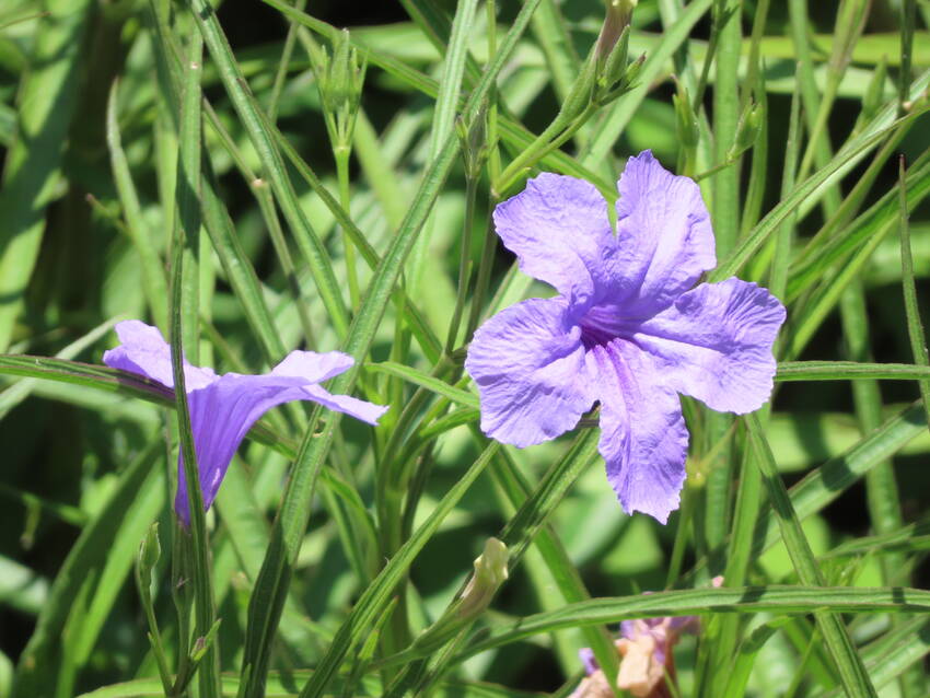 柳葉ルイラ草の花咲く頃...