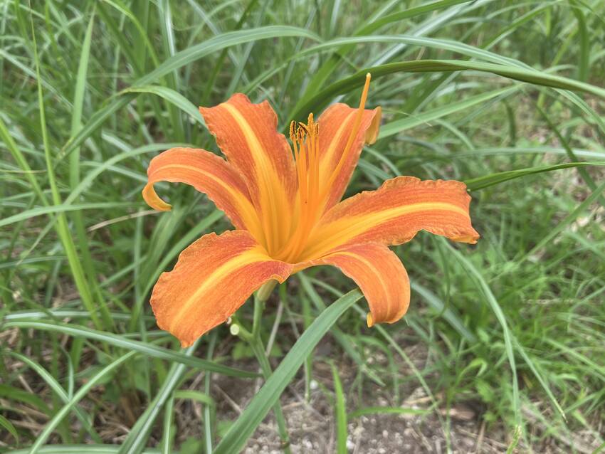 野萱草の花咲く頃