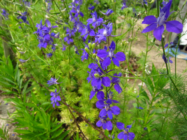紫 ラークスパー 千鳥草 日常のつぶやき この庭と草木 Bloguru