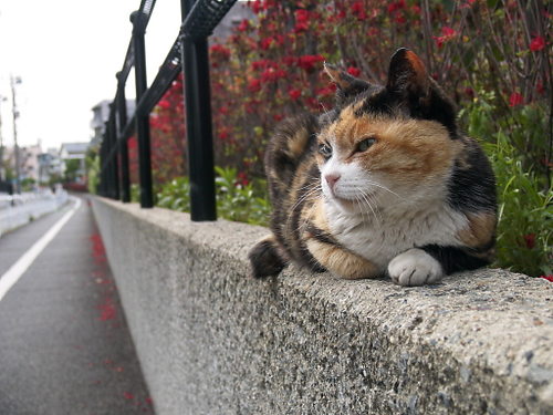 日常英語 ペットの世話 猫編 ボームイングリッシュアカデミー 小中学生向け Bloguru