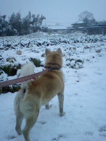 雪