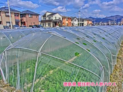 徳島県藍住町の人参ハウス