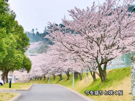 今を盛りと咲く桜