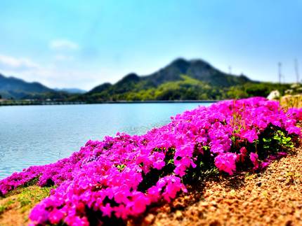 ため池を彩る芝桜