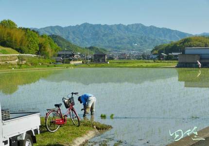 田植えが始まっています