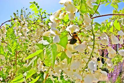 フジの花に群れ飛ぶクマンバチ