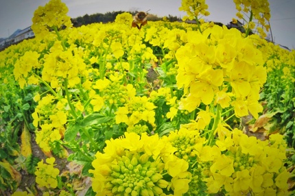 咲きそろった菜の花に蜂が早速蜜...