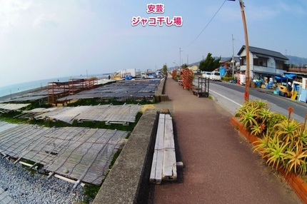 安芸漁港東の浜に広がるジャコの...