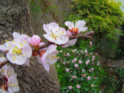 杏の花満開です。