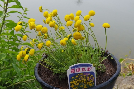 珍しいの？花ホタル