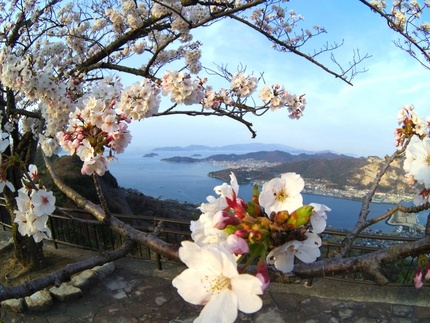 談古嶺の桜・屋島山上