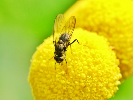 花ホタルで蜜を吸う