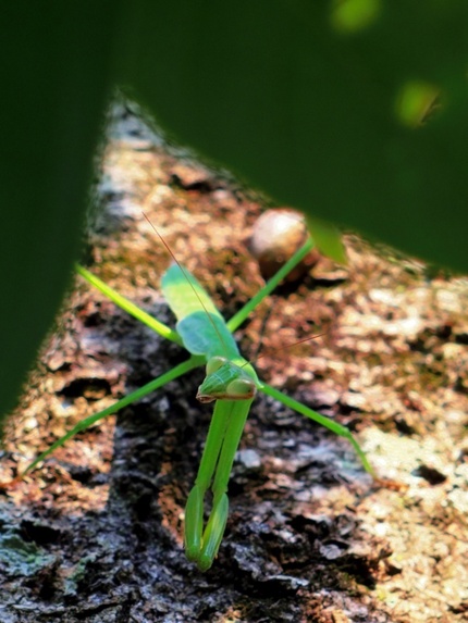 CanonFL50mmf1.8...