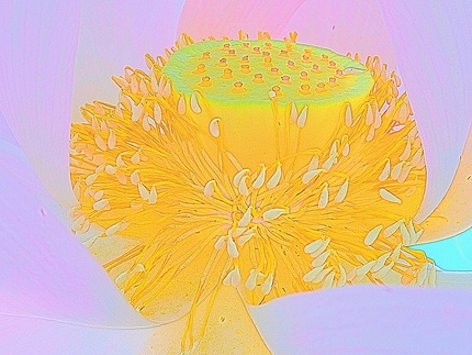 ハスの花の水彩画エフェクト効果