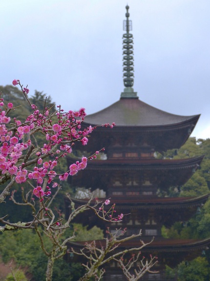 国宝 瑠璃光寺五重塔...
