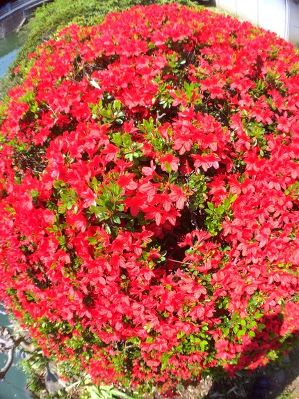 赤白黄色と花が笑む