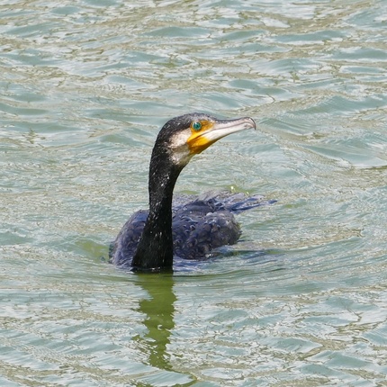カワウ潜水