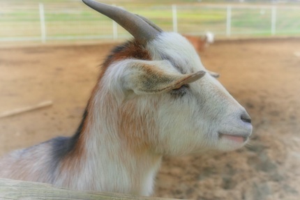 ウシおじさん家の山羊さん、ポニ...