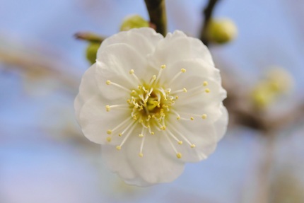 3輪の梅の花が咲きました。八重...