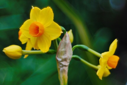 庭の花