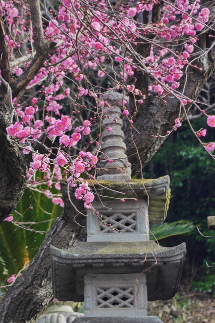 春風景