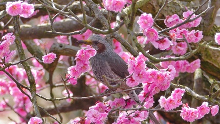 梅の花の蜜を吸いに来たヒヨドリ...