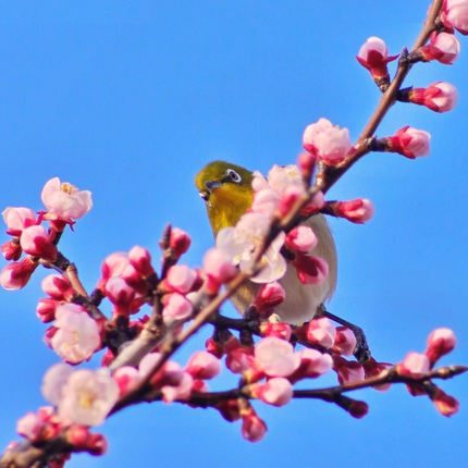 アンズの花が一気に咲き始めまし...