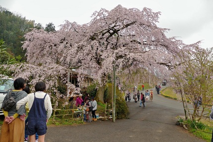 東から見た桜