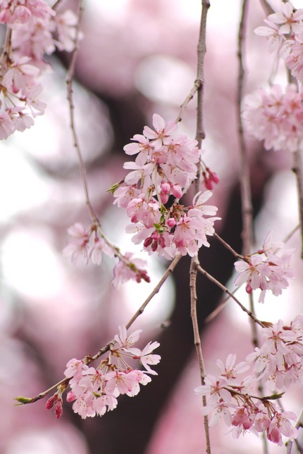 ベニシダレ桜の花弁と蕾