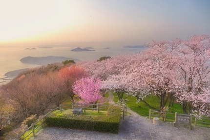 瀬戸の多島美と桜並木 紫雲出山...