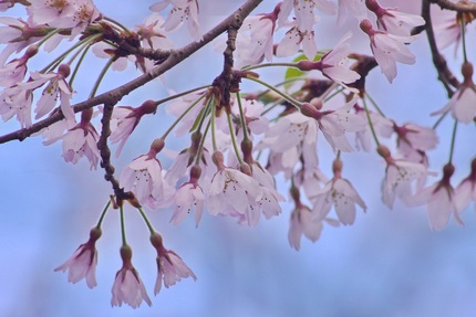 桜を巡る 桜堂の瓢箪桜...