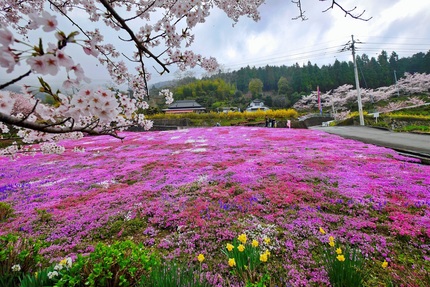 美馬市脇町 広棚の花の里