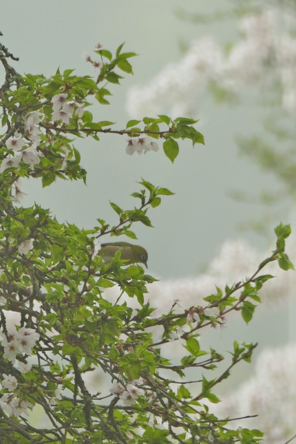 天神桜へ行く道脇にある桜とウグ...