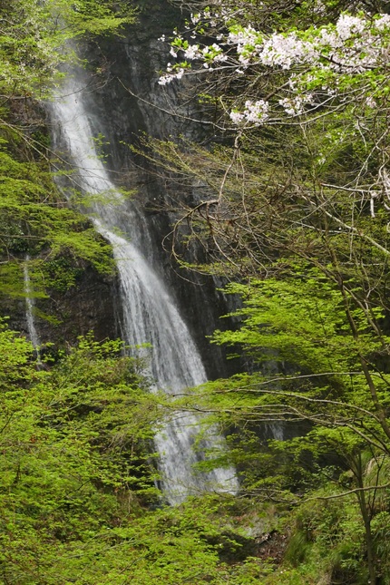 新緑と桜の関定の滝