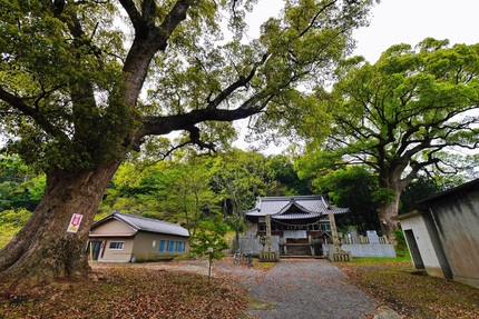 八幡社神社境内。右手の大きな楠...