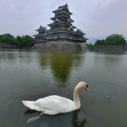 松本城と白鳥