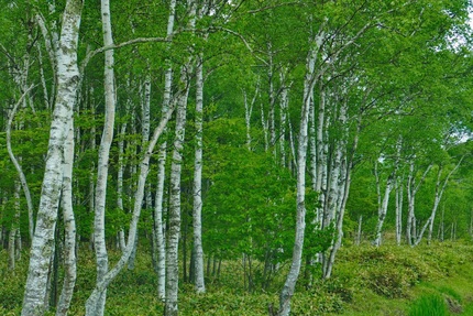 白樺林