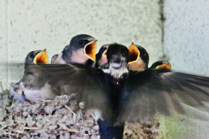 ツバメの巣が有って親鳥が餌を盛...