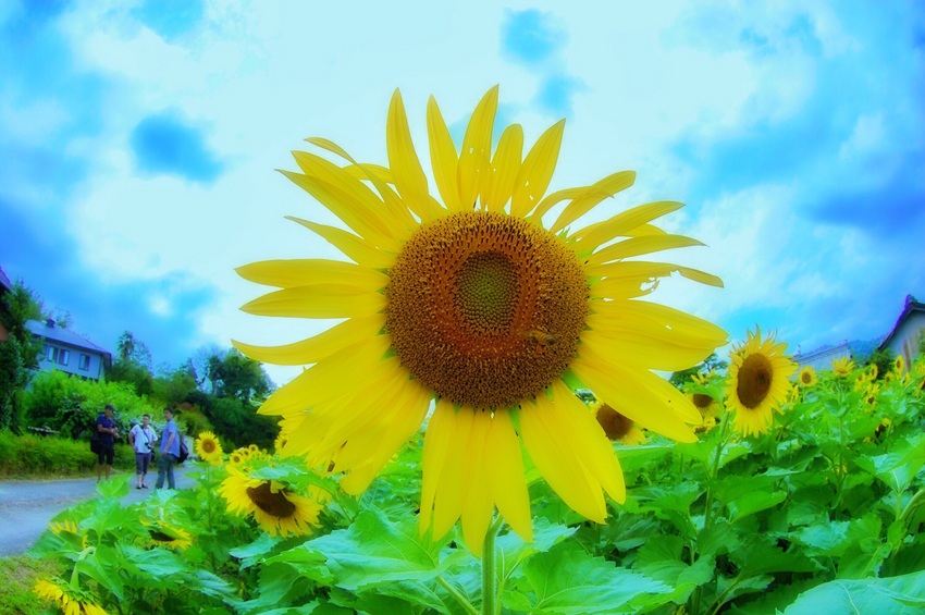 夏・ヒマワリ