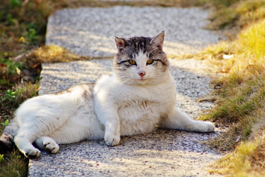 足を上げて挨拶するオス猫⁇