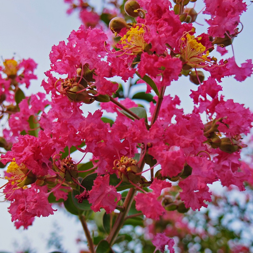 サルスベリの花