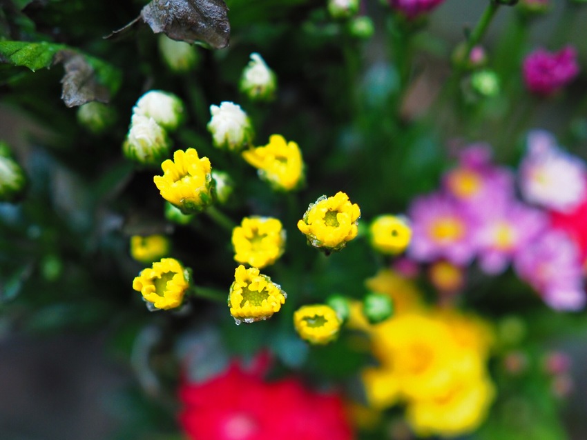 お盆のお墓の供花を長持ちさせる